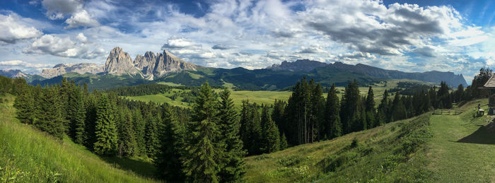 Panoramic view of pine trees against sky