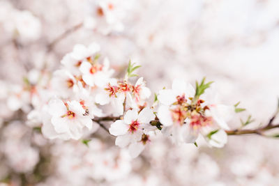 Background of almond blossoms tree. cherry tree with tender flowers. amazing beginning of spring. 