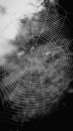 Close-up of wet spider web