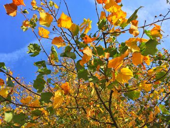 Low angle view of yellow tree