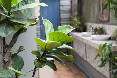 Close-up of potted plant on table