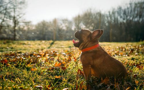 French bulldog sitting in grass in the park