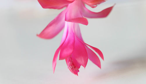 Close-up of pink rose flower