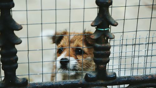 Close-up portrait of horse