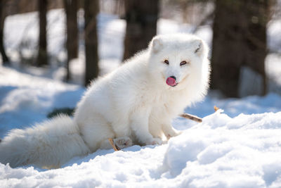 Close-up of snow fox on snow covered field