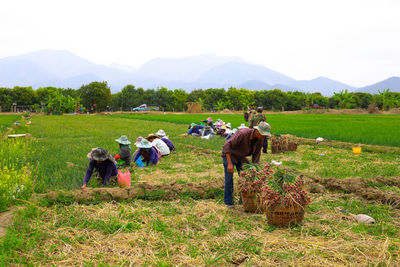 People working in farm against sky