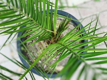 Close-up of green plant