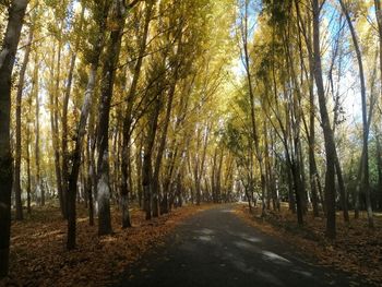 Road amidst trees in forest during autumn