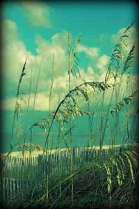 Scenic view of field against cloudy sky