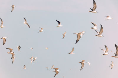 Group of birds flying, toned in vintage pale colors. flock of white birds.