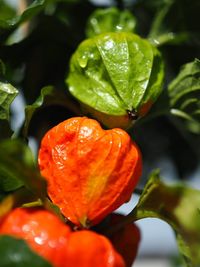 Close-up of red berries on plant