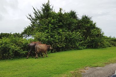 View of horse grazing on field