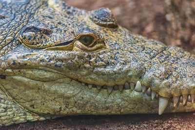 Close-up of a crocodile