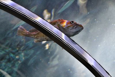 Close-up of fish swimming in aquarium