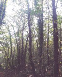 Trees in forest