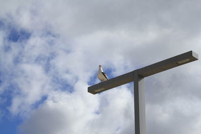 Low angle view of bird perching on pole against sky