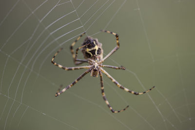 Close-up of spider on web