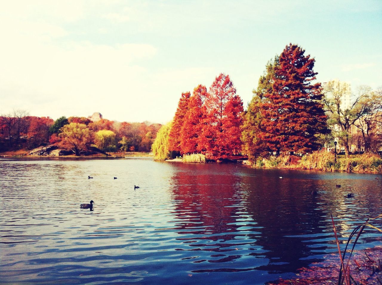 water, tree, bird, lake, waterfront, animal themes, reflection, animals in the wild, sky, wildlife, tranquil scene, nature, scenics, beauty in nature, tranquility, rippled, autumn, river, bare tree, swimming