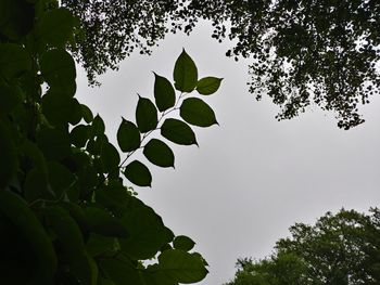 Low angle view of silhouette leaves against sky