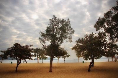 Trees on field against sky during sunset