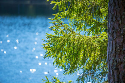 A beautiful spring landscape of forest lake. seasonal scenery of northern europe.