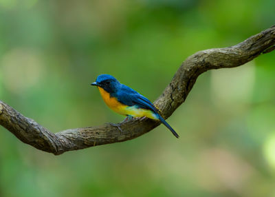 Close-up of bird perching on branch