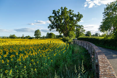 Scenic view of yellow flowering plants on field against sky