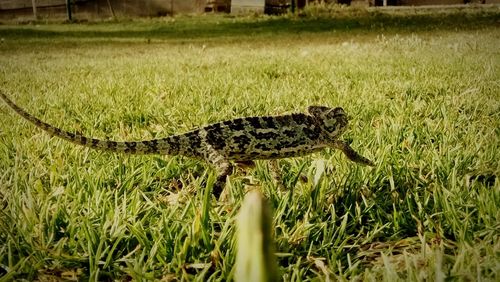 Chameleon on grassy field