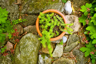 High angle view of plants in basket