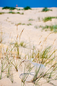 Close-up of grass on sand at beach