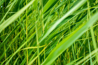 Close-up of grass growing on field