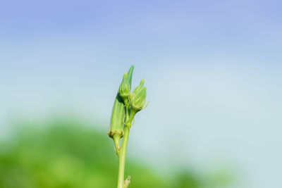 Close-up of fresh green plant against sky