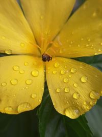 Close-up of raindrops on yellow flower