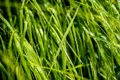 Close-up of wet grass