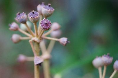 Close-up of purple flowering plant