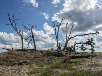 Bare trees on field against sky