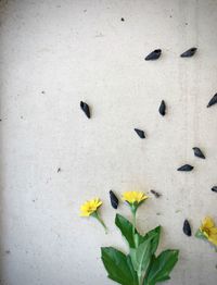 Close-up of yellow flowering plant on concrete wall