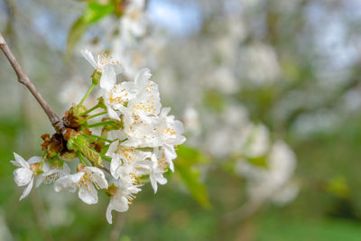 Close-up of cherry blossom