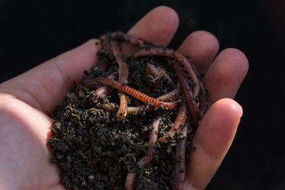 Close-up of hand holding insect