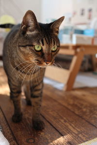 Close-up of a cat looking away