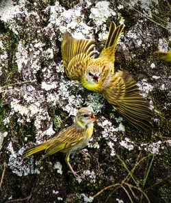 Close-up of bird perching on yellow flower