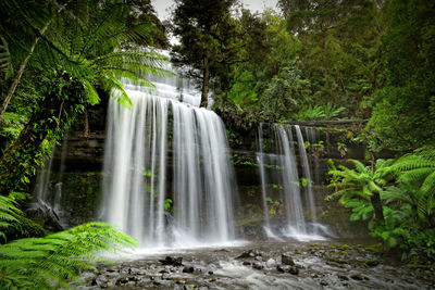 Scenic view of waterfall in forest