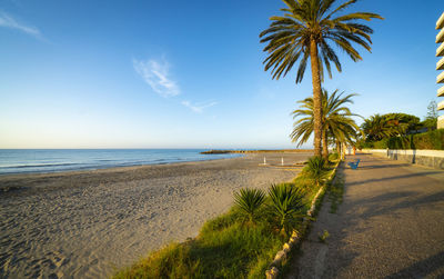 Palm trees on beach against sky