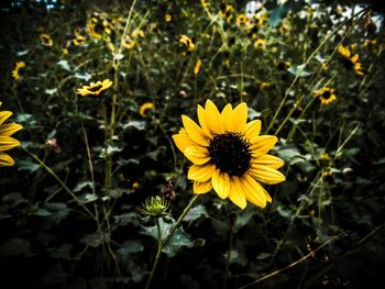 Close-up of yellow flower blooming in field