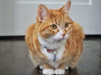 Orange tabby cat sits at home