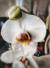 Close-up of flower blooming outdoors