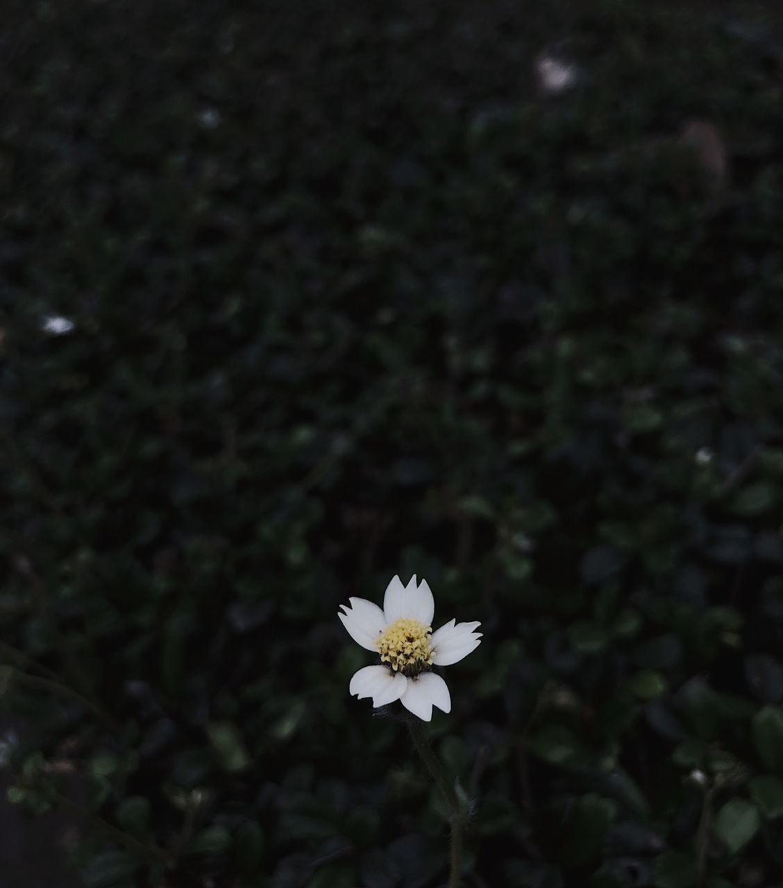 CLOSE-UP OF WHITE DAISY FLOWER