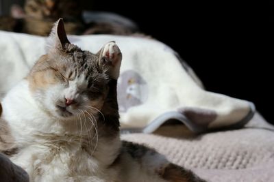 Close-up of cat sleeping