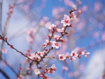 Close-up of pink cherry blossom