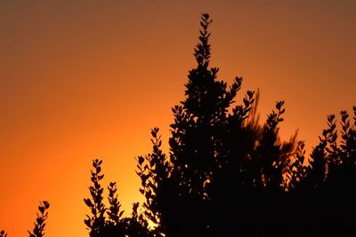 Low angle view of silhouette tree against orange sky